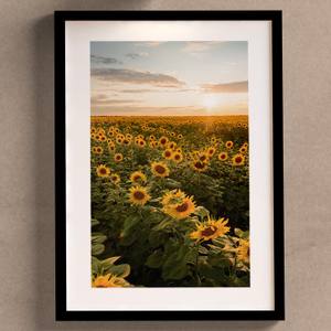 Quadro de Girassol