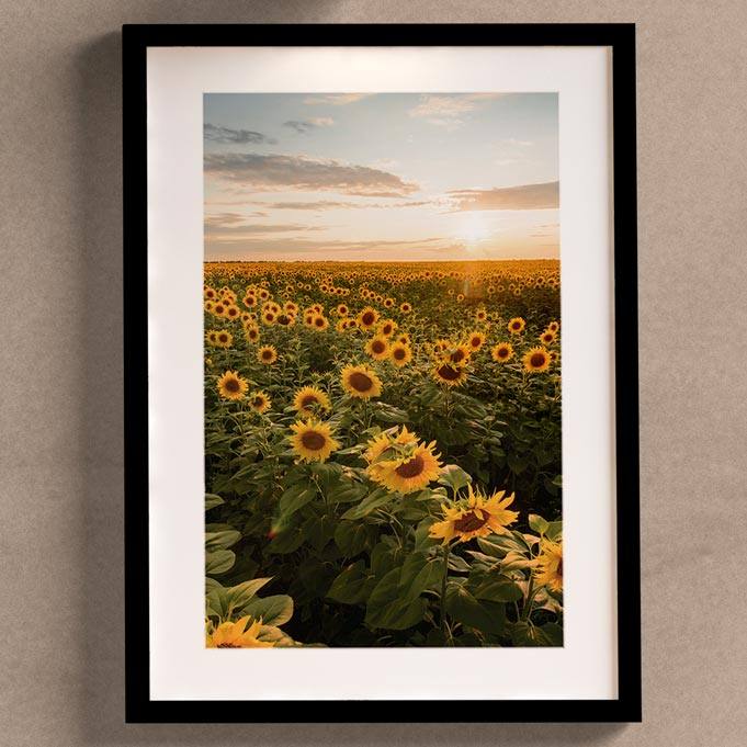 Quadro de Girassol