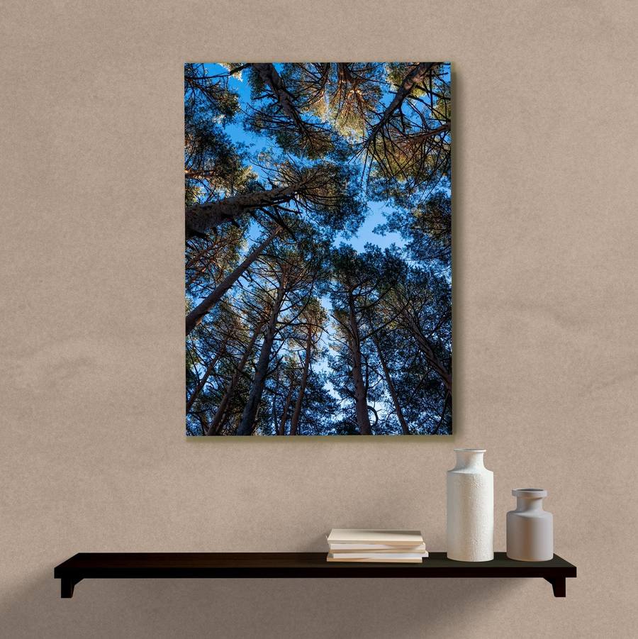 Quadro Decorativo Árvores com Céu Azul - quadro decorativo em ambiente decorado