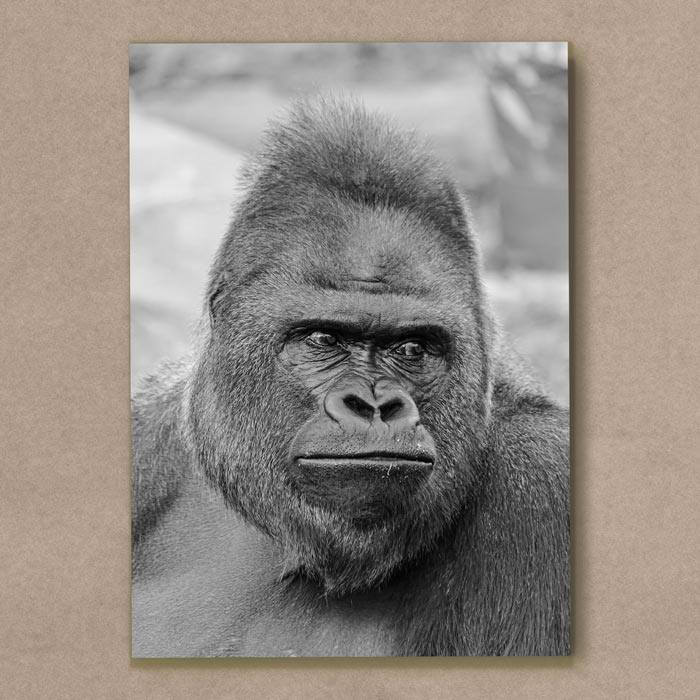 Quadro Decorativo Gorila - quadro decorativo em ambiente decorado