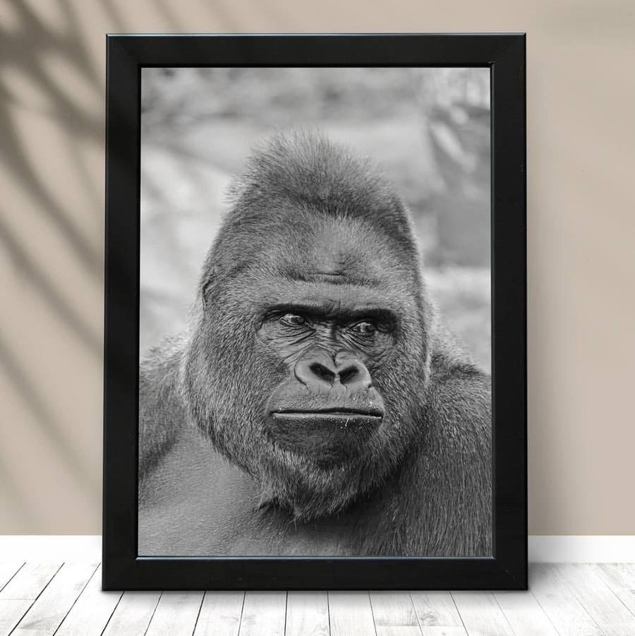 Quadro Gorila